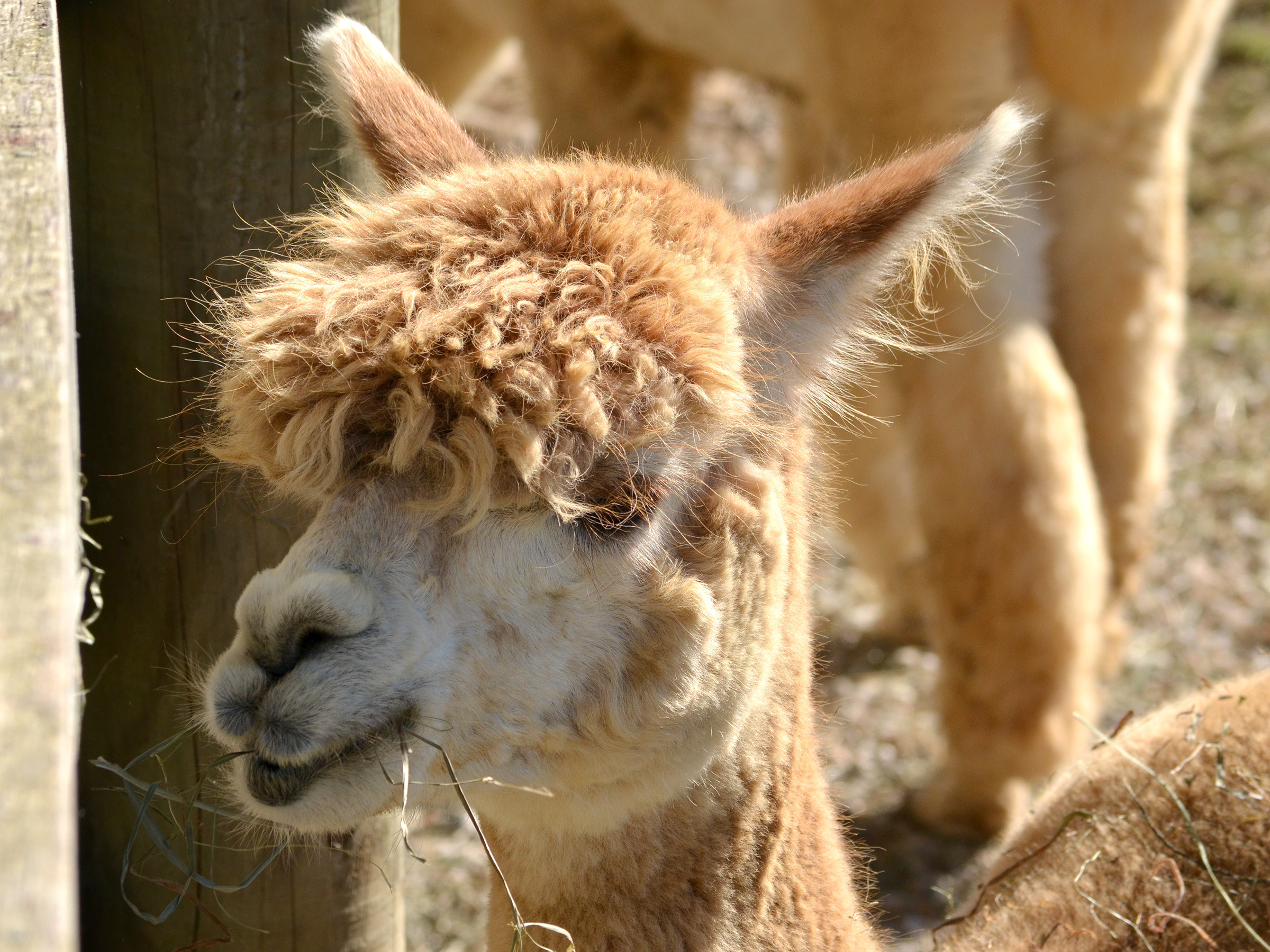 Photograph of an alpaca chewing hay at Lippencott Alpacas.