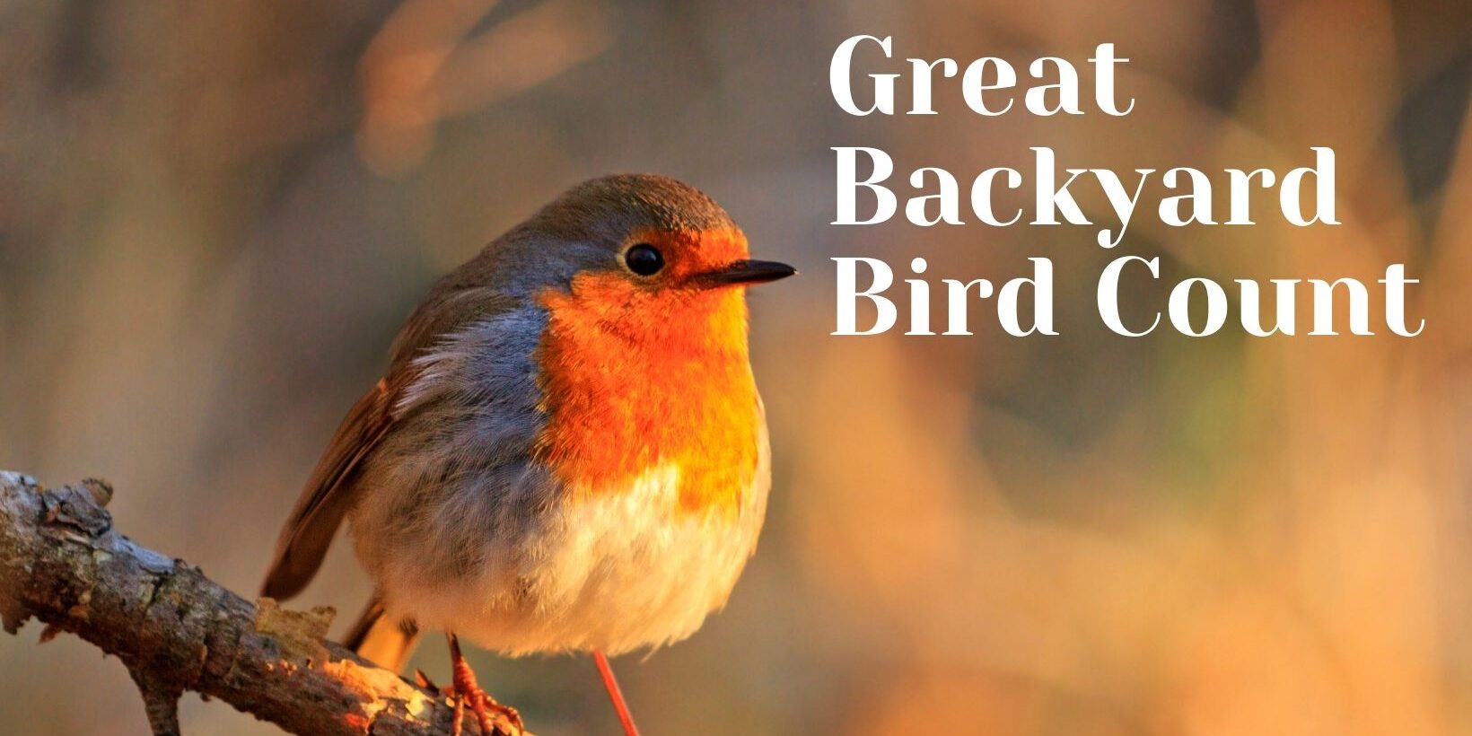 Great Backyard Bird Count Visit Greene County