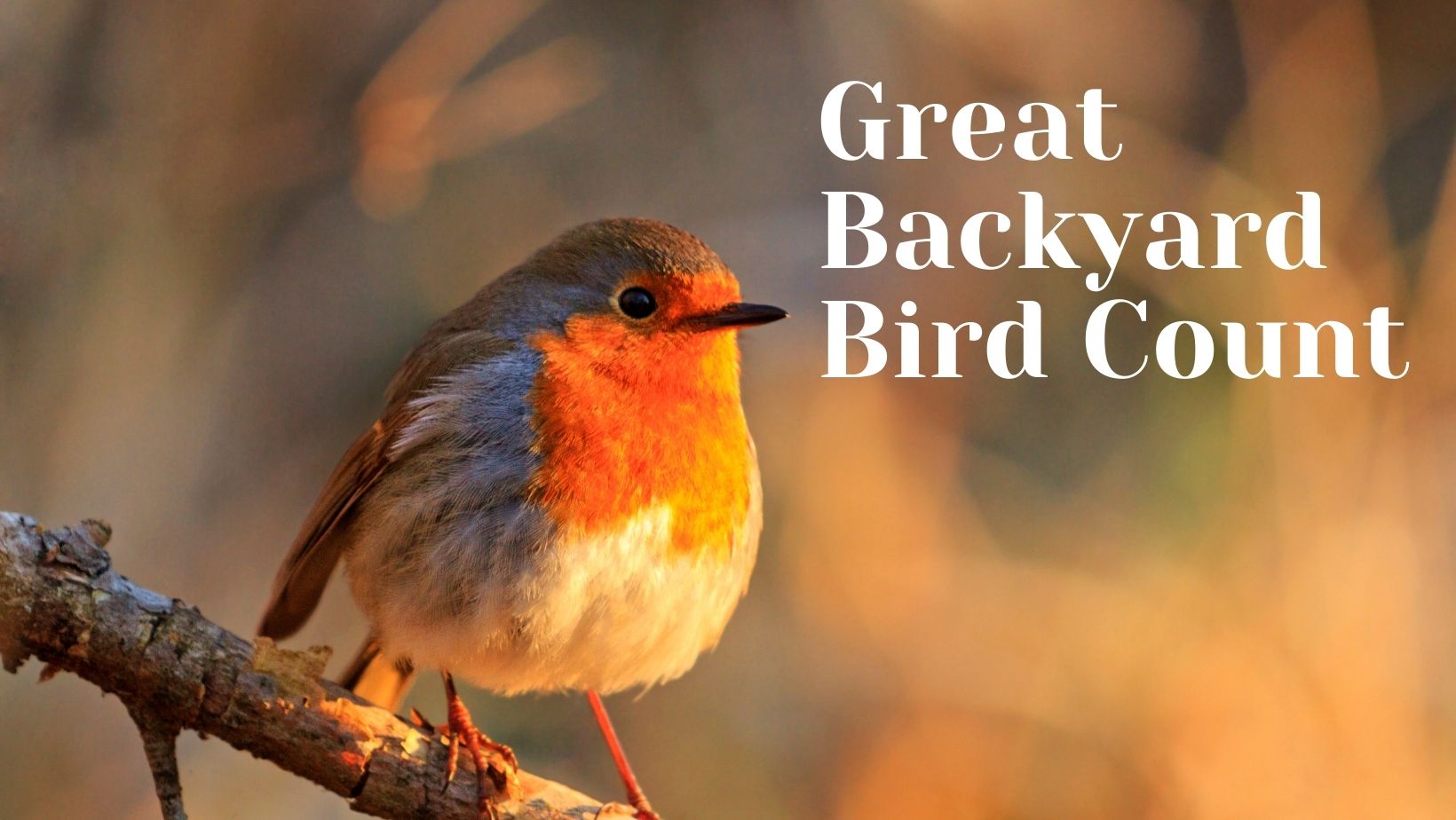 Great Backyard Bird Count Visit Greene County