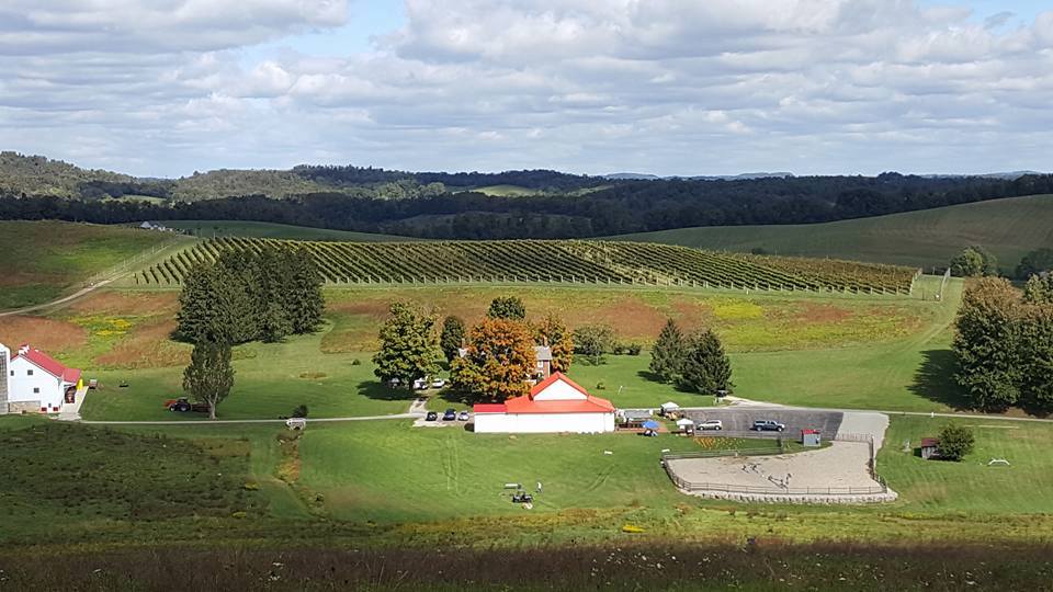 Aerial of Thistlethwaite Vineyards