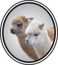 Lippencott Alpacas