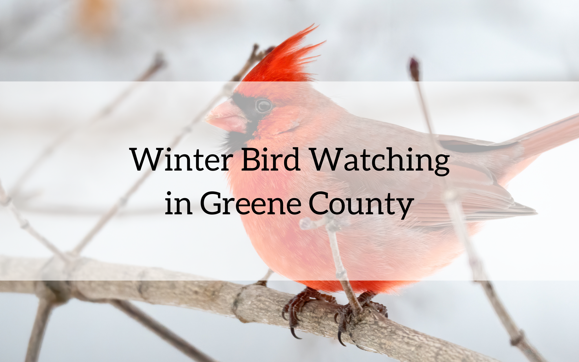 Why the Northern Cardinal Is a Favorite Winter Bird