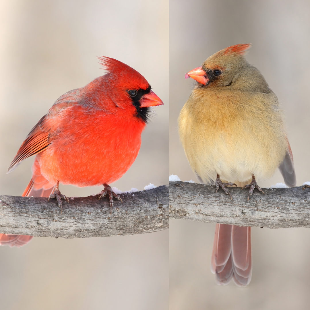 cardinal bird in winter