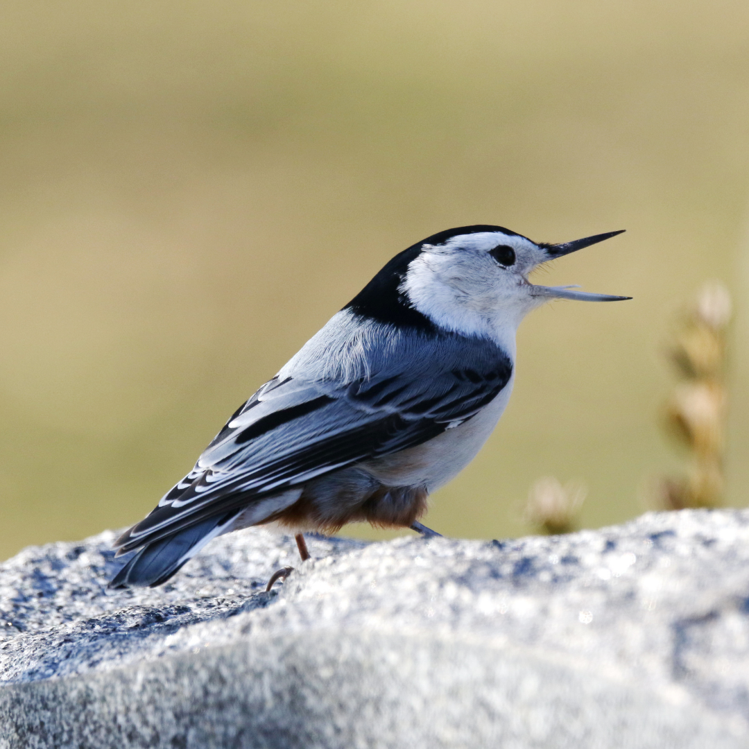 White-Breasted Nuthatch