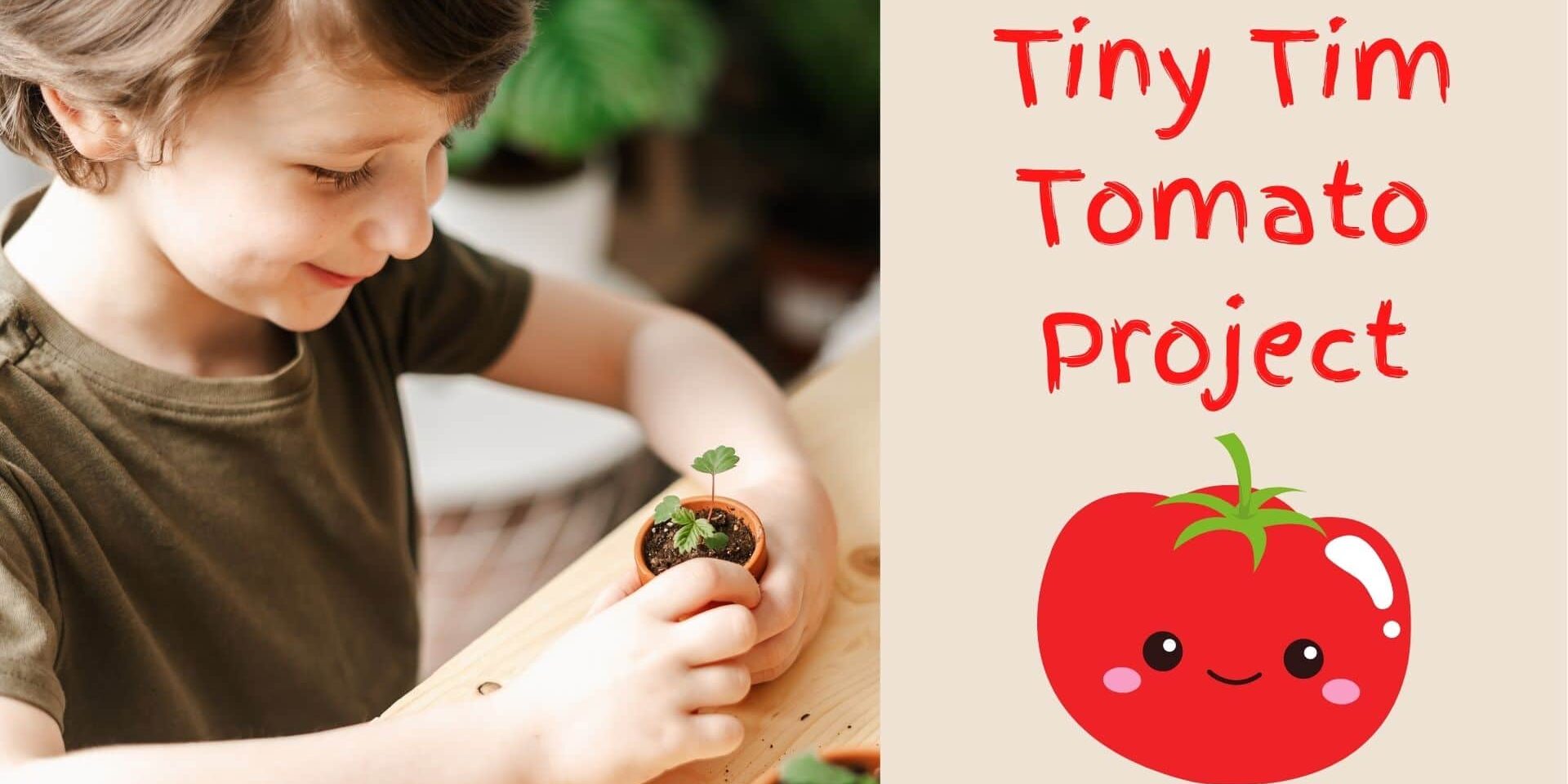 Tiny Tim Tomato Project
