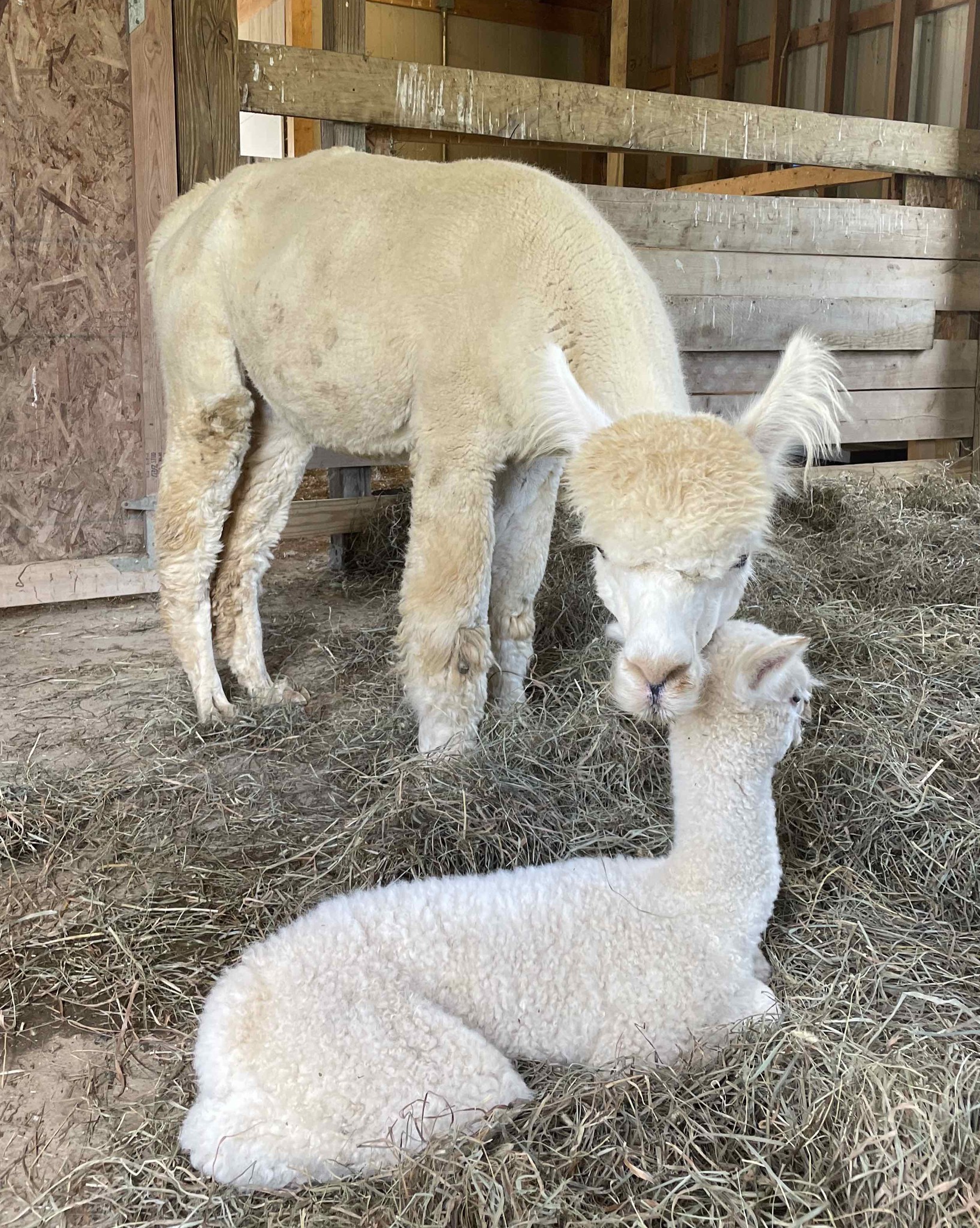 Mother alpaca with baby alpaca