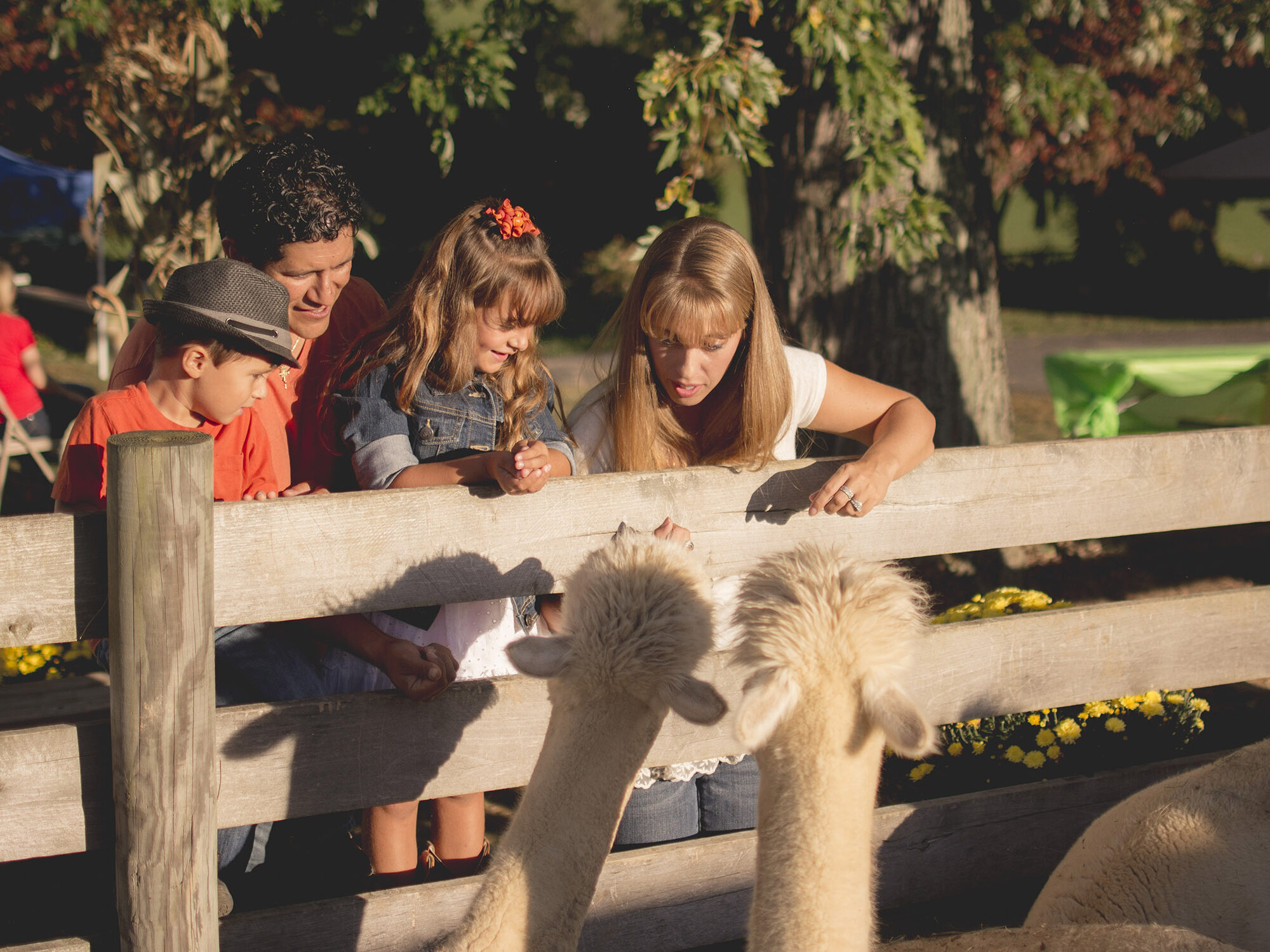 Family of four petting alpacas at Lippencott Alpacas