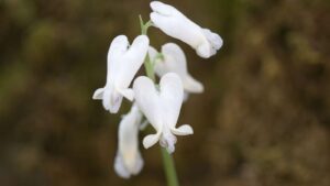 Dutchmen's Breeches