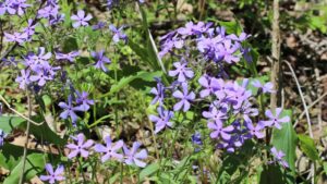 Phlox