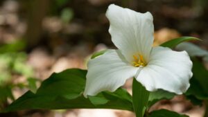 Trillium