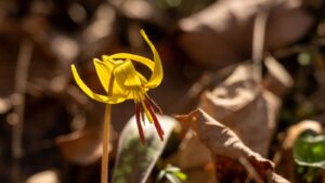 Trout Lilly