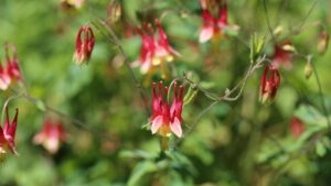 Wild Columbine