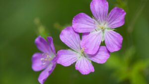 Wild Geranium