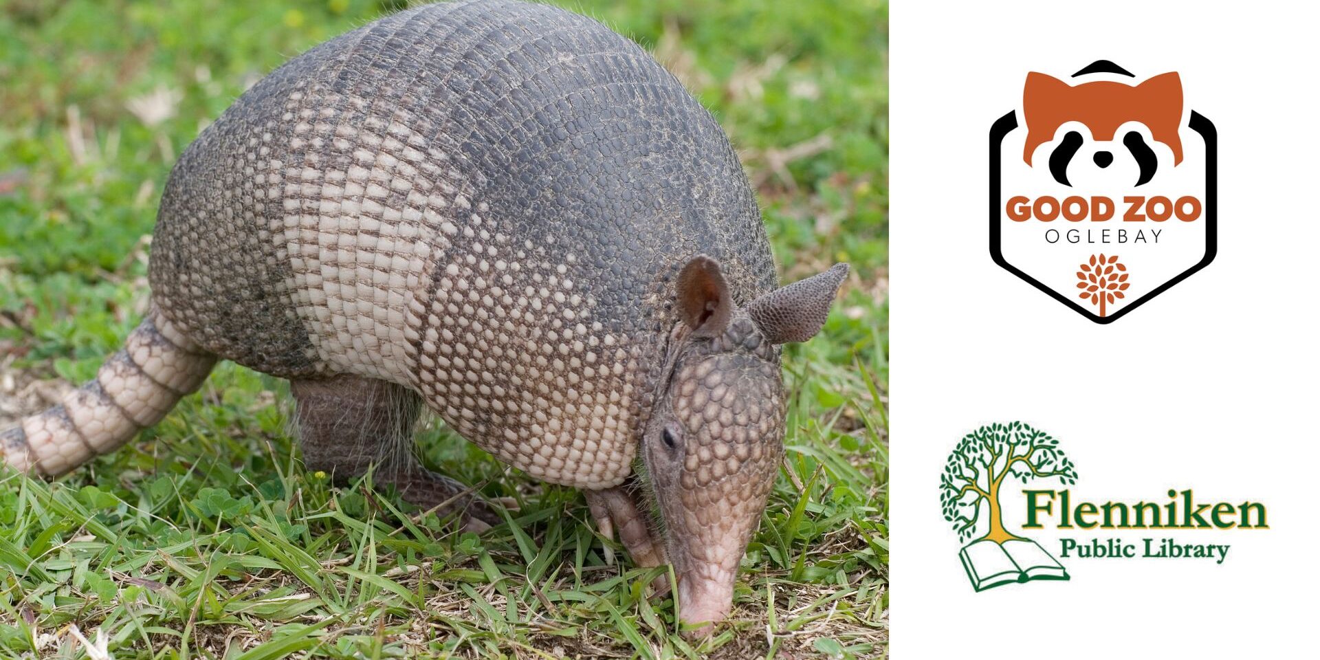 An armadillo walks through grass in a close-up outdoor scene. To the right are logos for Good Zoo at Oglebay and Flenniken Public Library, indicating a collaborative event.