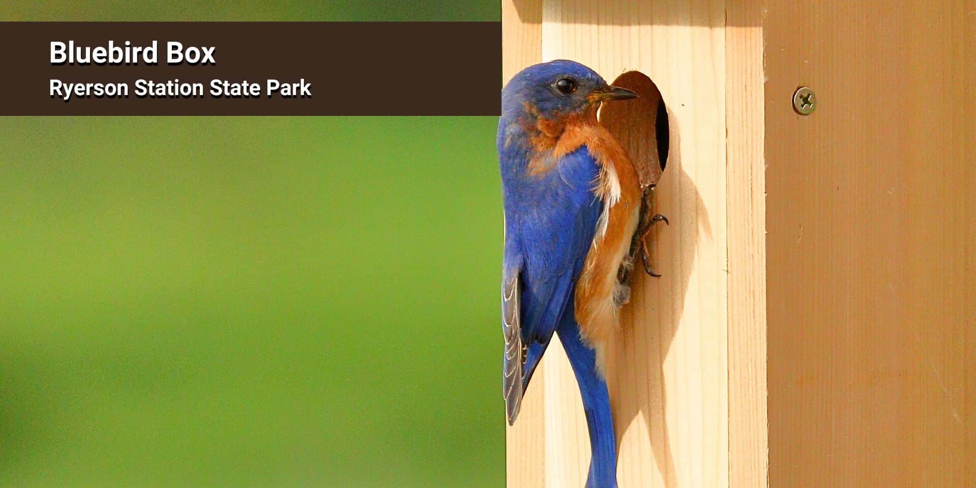 Bluebird Box at Ryerson Station State Park Promotional image for a bluebird box at Ryerson Station State Park showing a bright bluebird perched beside the entrance hole of a wooden nesting box. The left side of the image has a green background with the text “Bluebird Box – Ryerson Station State Park.”