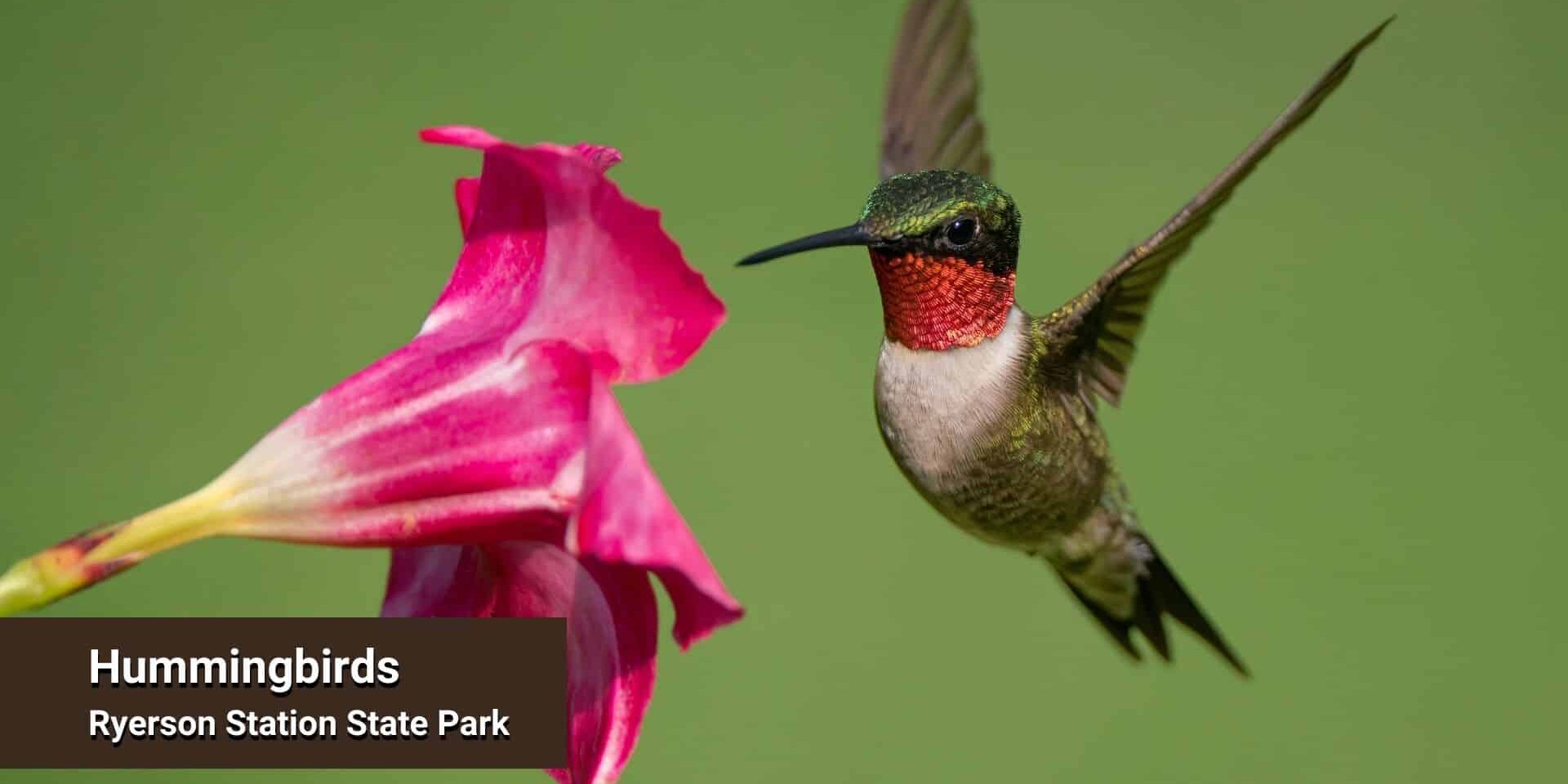 Ruby Throated Hummingbird at Ryerson Station State Park