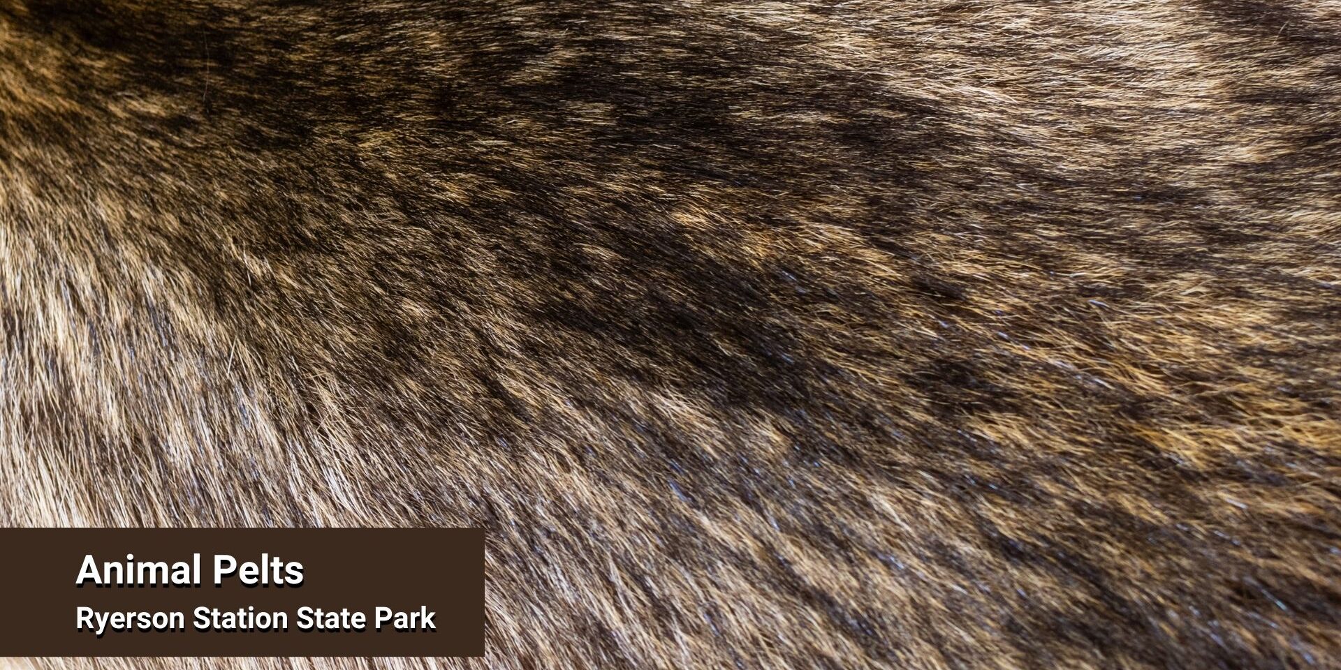 Close-up of brown and tan animal fur with visible texture and striping, overlaid with text reading “Animal Pelts” and “Ryerson Station State Park.”