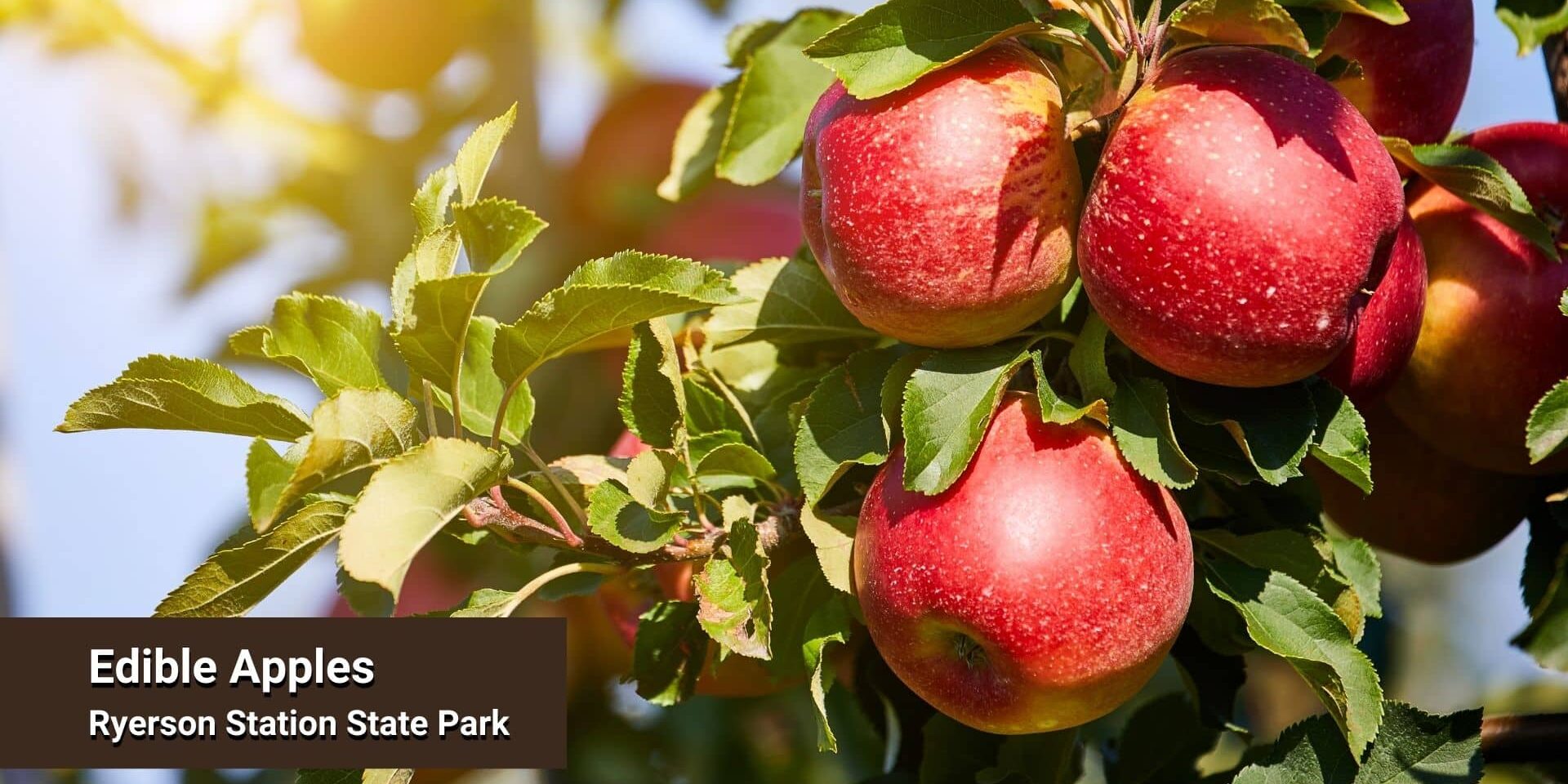 Close-up of red apples on a tree branch in sunlight with text “Edible Apples, Ryerson Station State Park.”