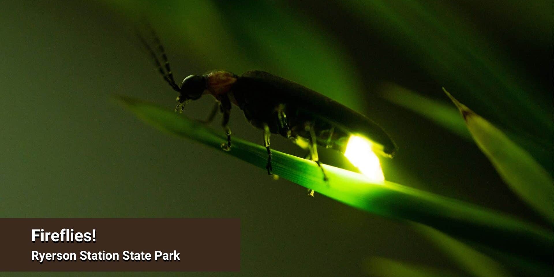 Close-up of a glowing firefly perched on a blade of grass at night, its abdomen emitting bright yellow-green light, with text overlay reading “Fireflies! Ryerson Station State Park.”
