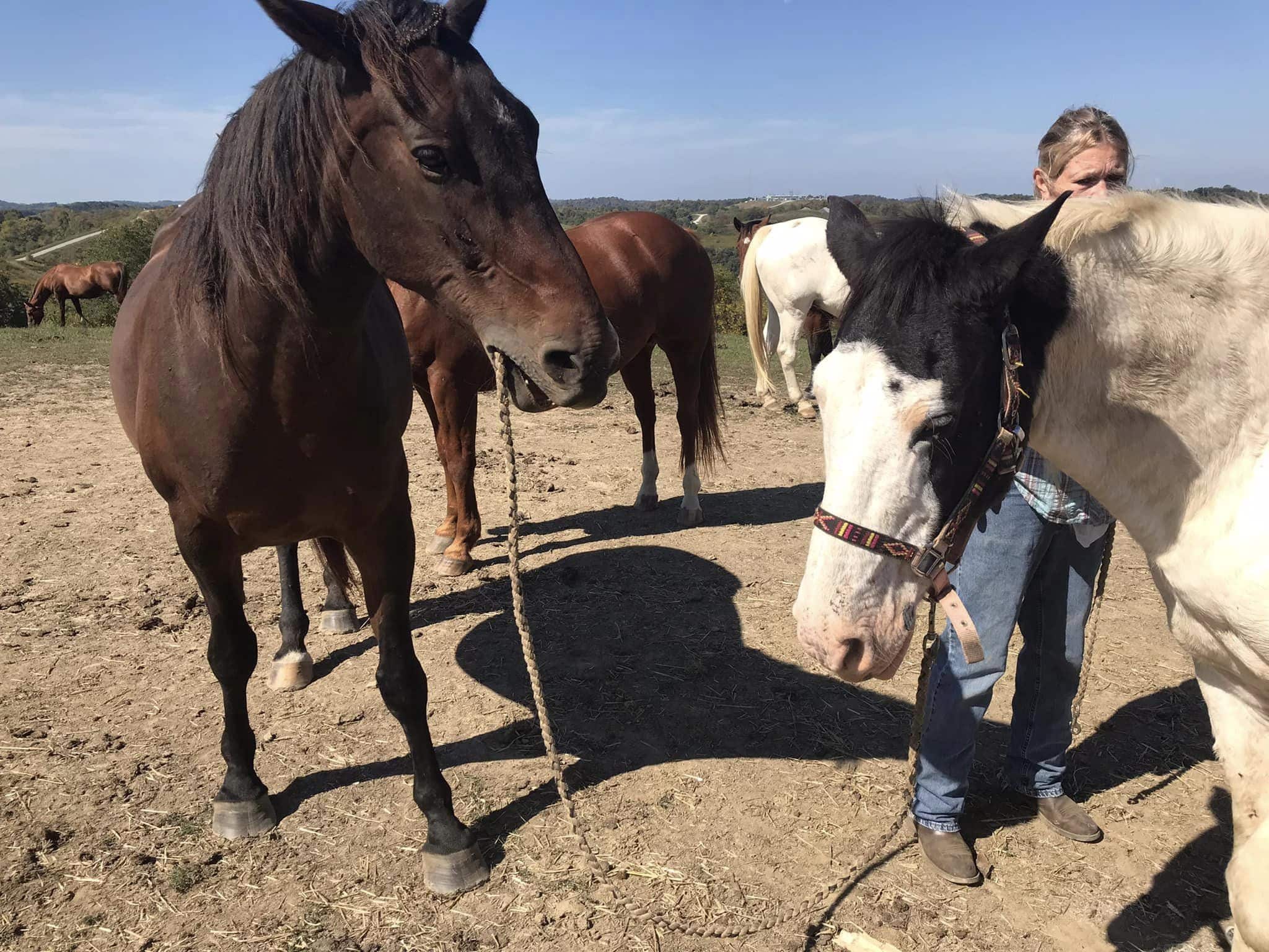 Photograph by Angela Moore of four rescue horses on top of the hill overlooking Save A Horse Stables.